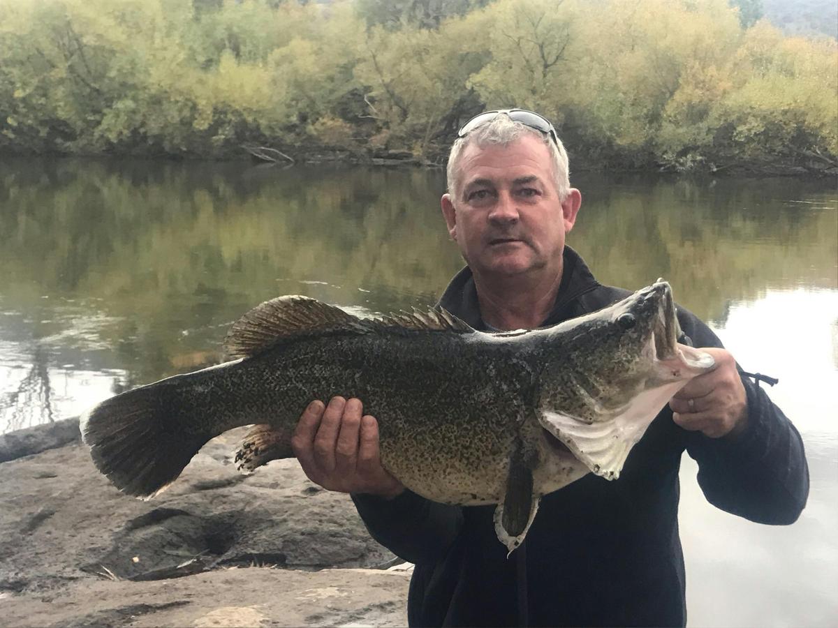 Cod caught from the bank
