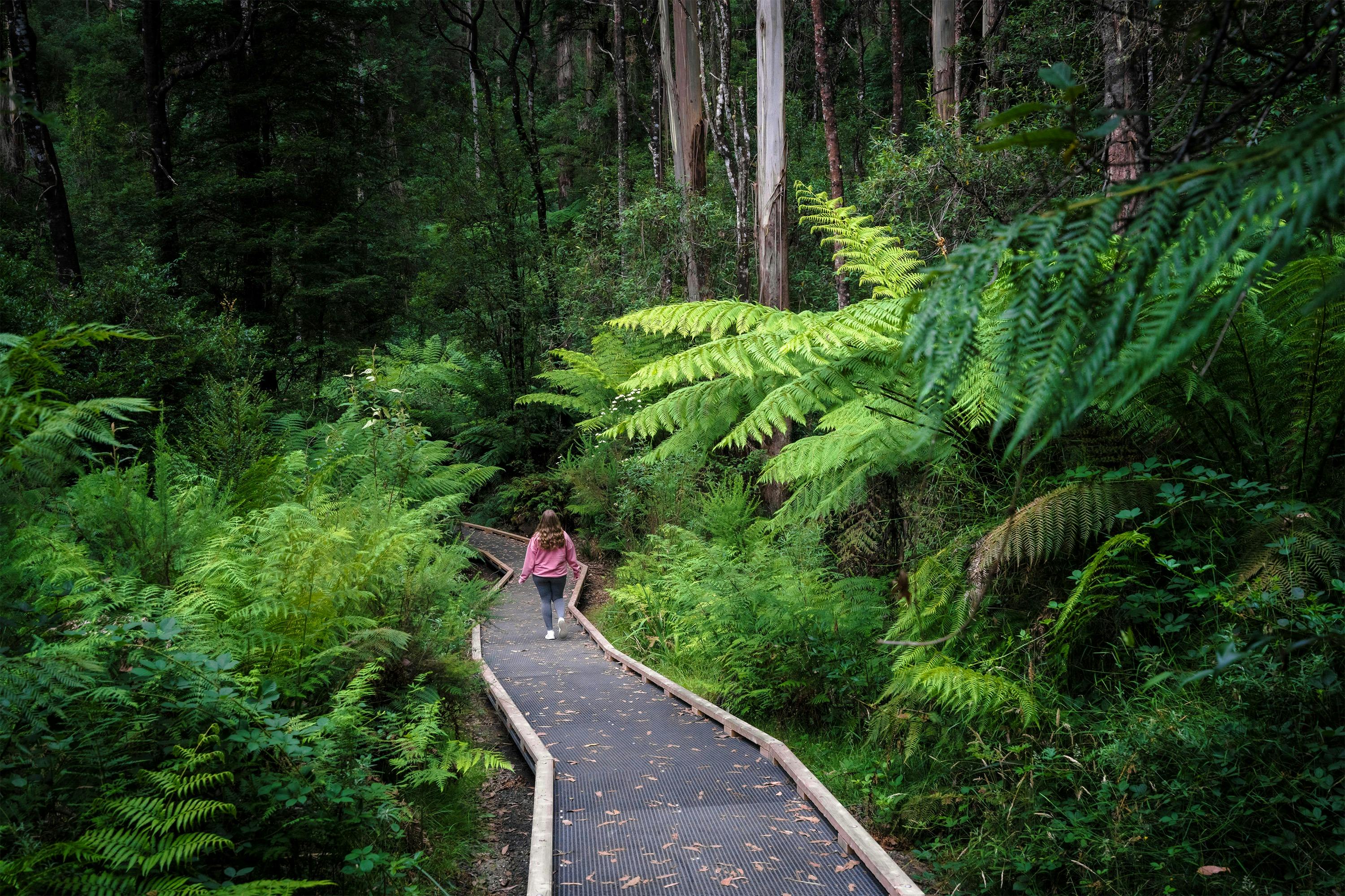 Wirrawilla Rainforest Walk