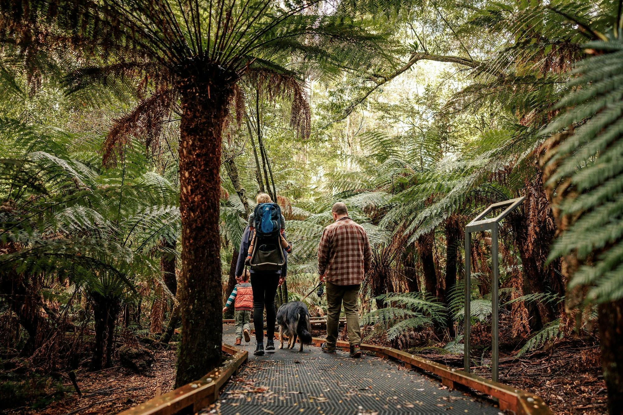 Ferns and mosses thrive in this cool and damp environment