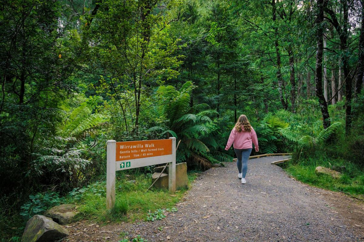 Wirrawilla Rainforest Walk