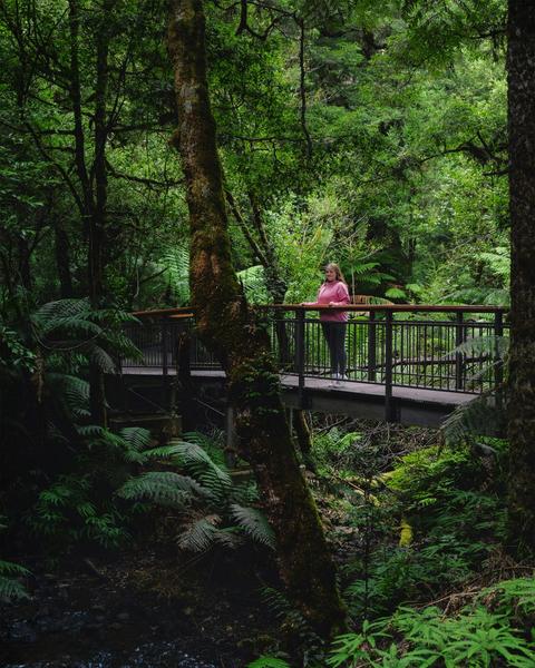 Wirrawilla Rainforest Walk