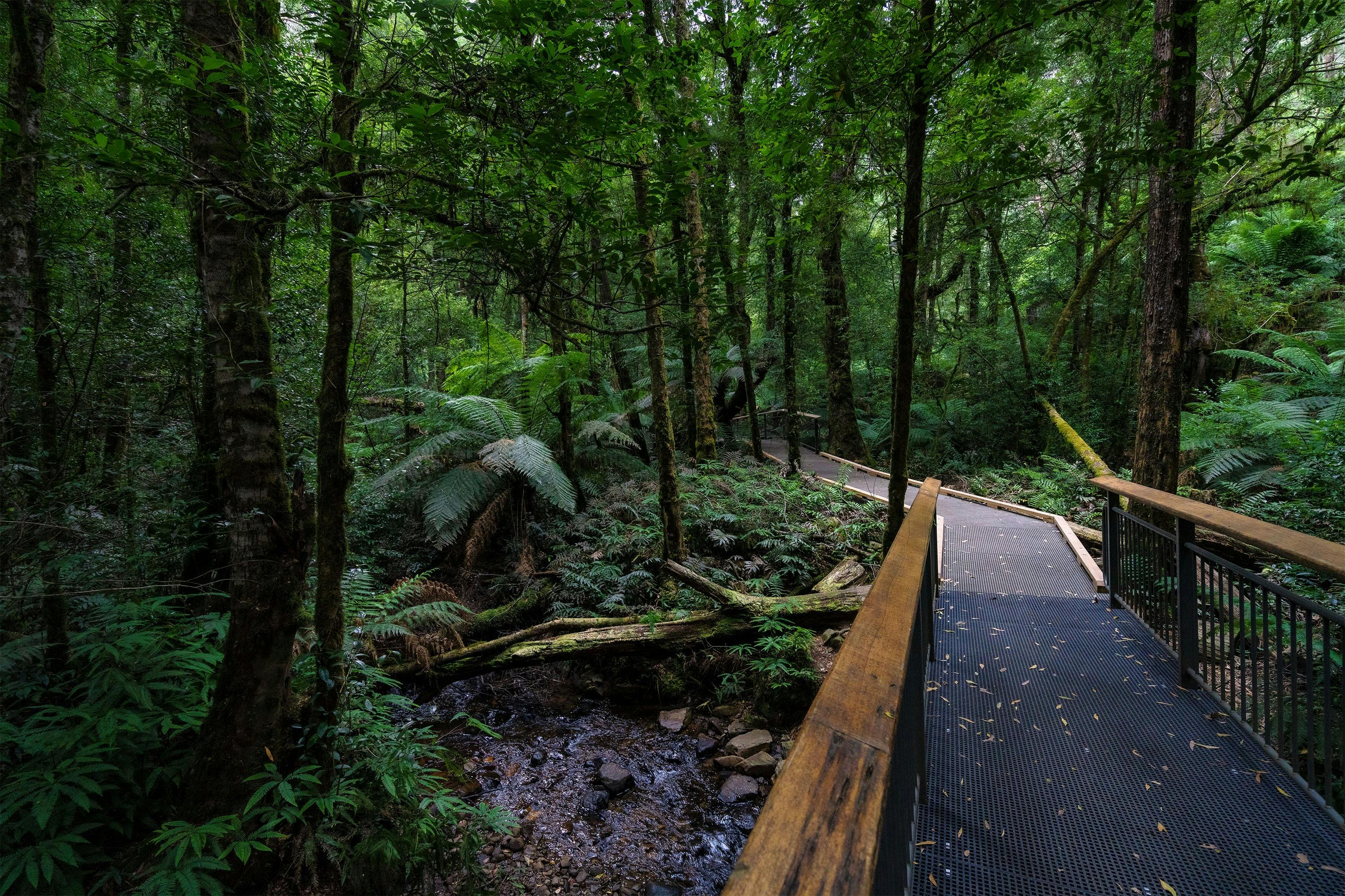 Wirrawilla Rainforest Walk