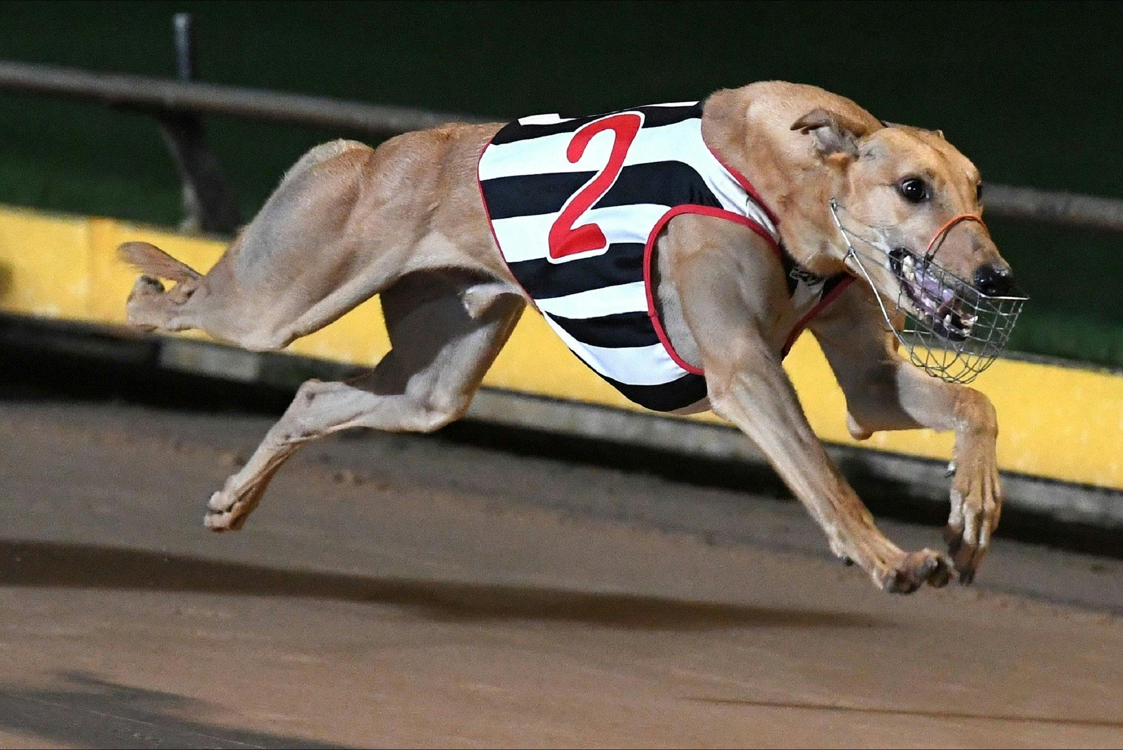 Greyhound Racing at its'best at Warrnambool Greyhound Racing Club