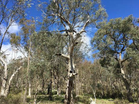 Warby Ovens National Park