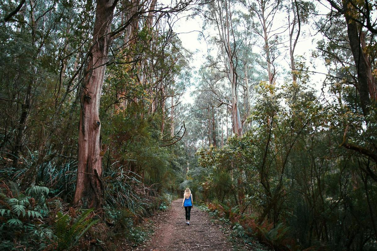 choose your own adventure along the many linking tracks beneath the canopy of Mountain Ash trees