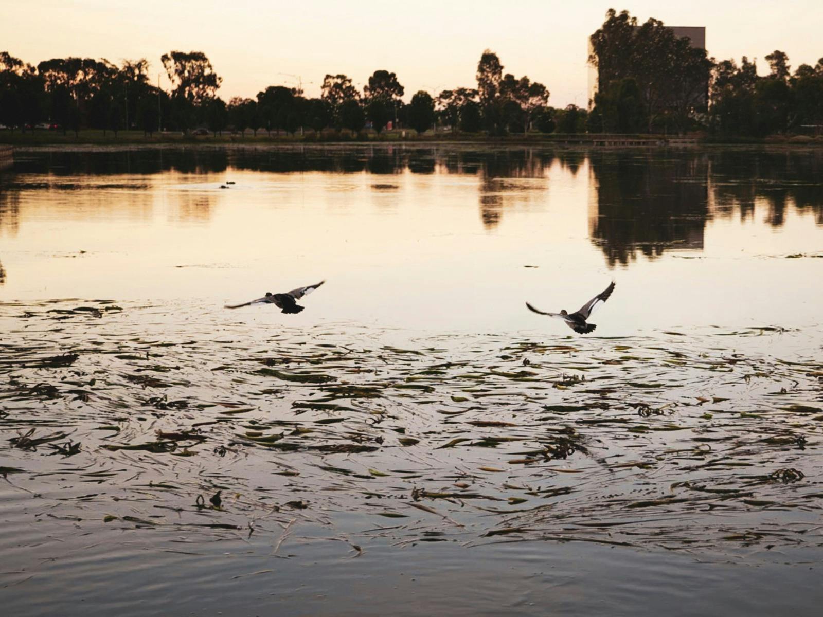 Victoria Park Lake with SAM building in background