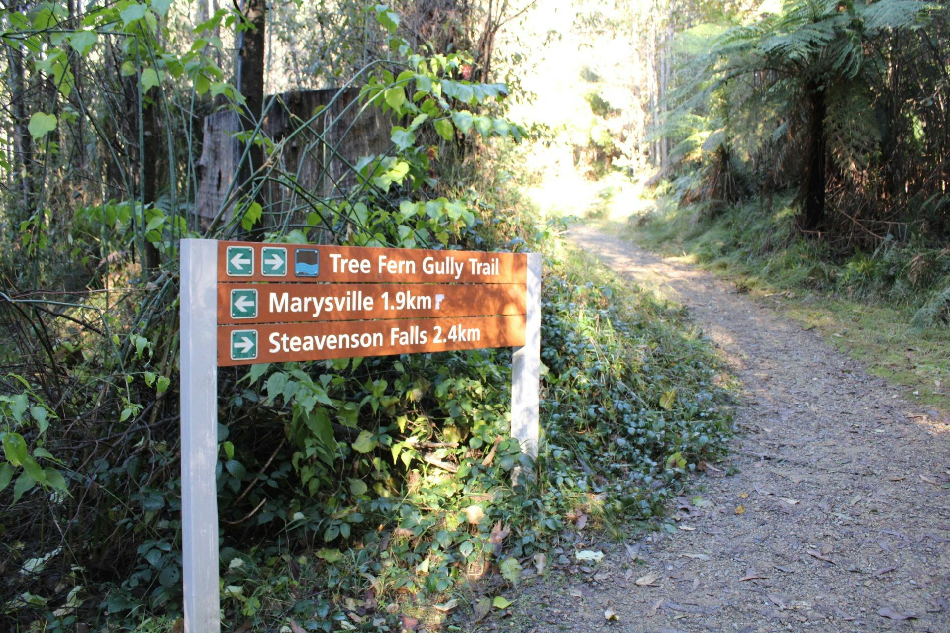 Tree Fern Gully Trail