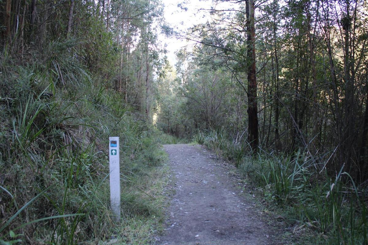 Tree Fern Gully Trail