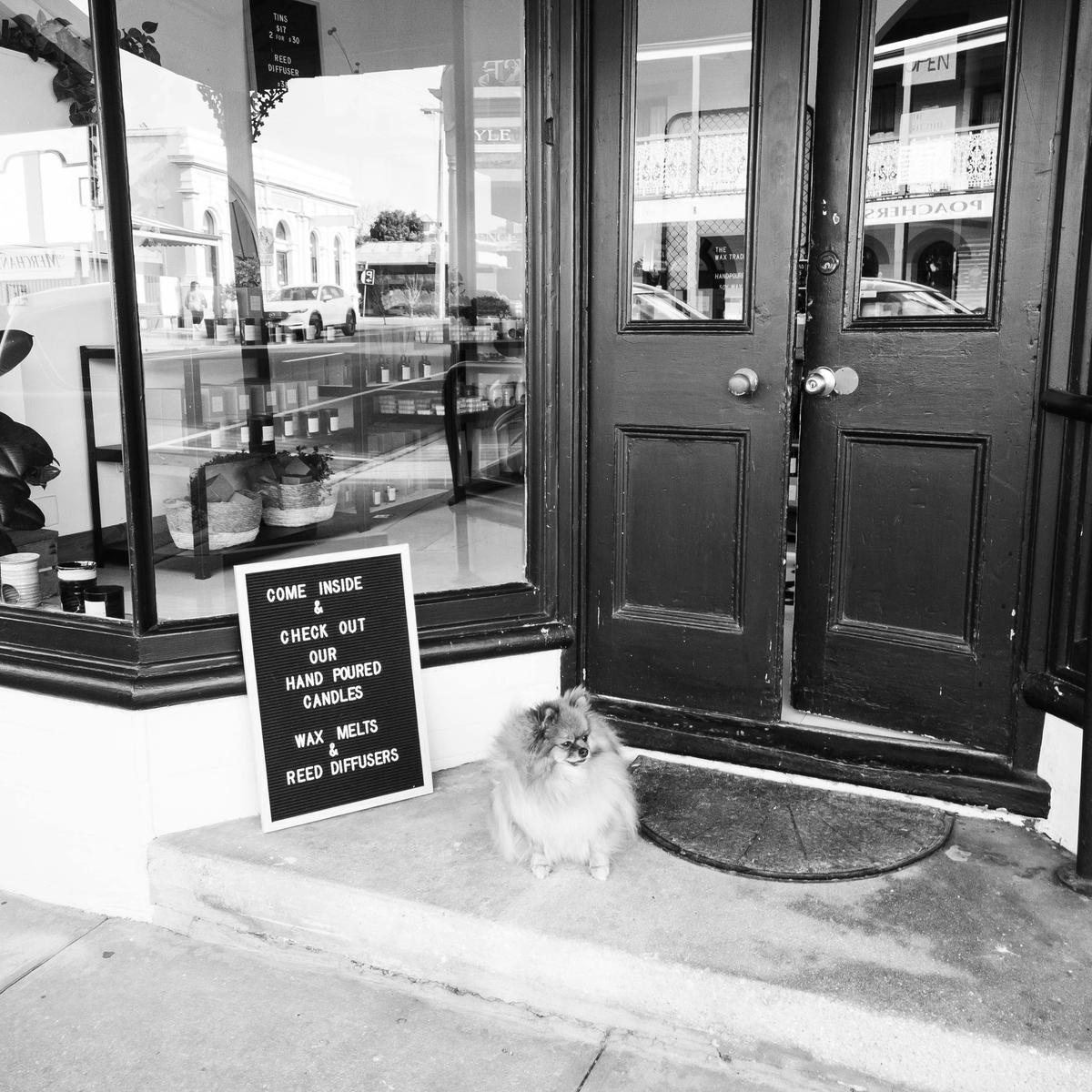 Shop mascot. Peanut.