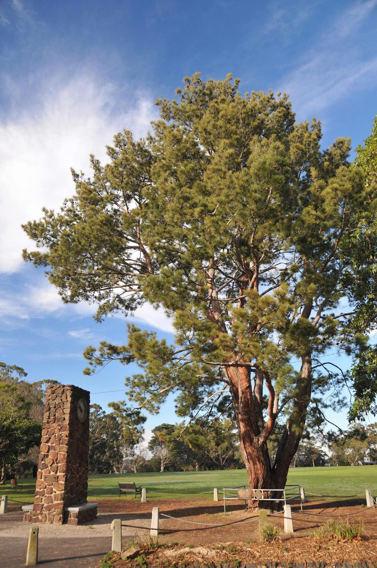 Wattle Park