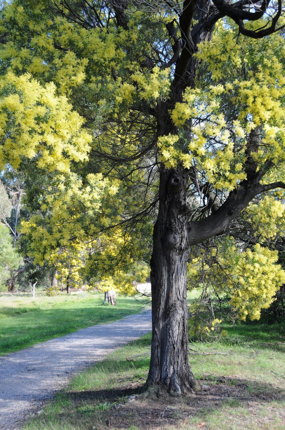 Wattle Park