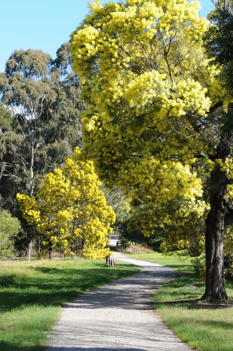 Wattle Park