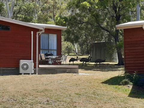 Emus roaming around cottages