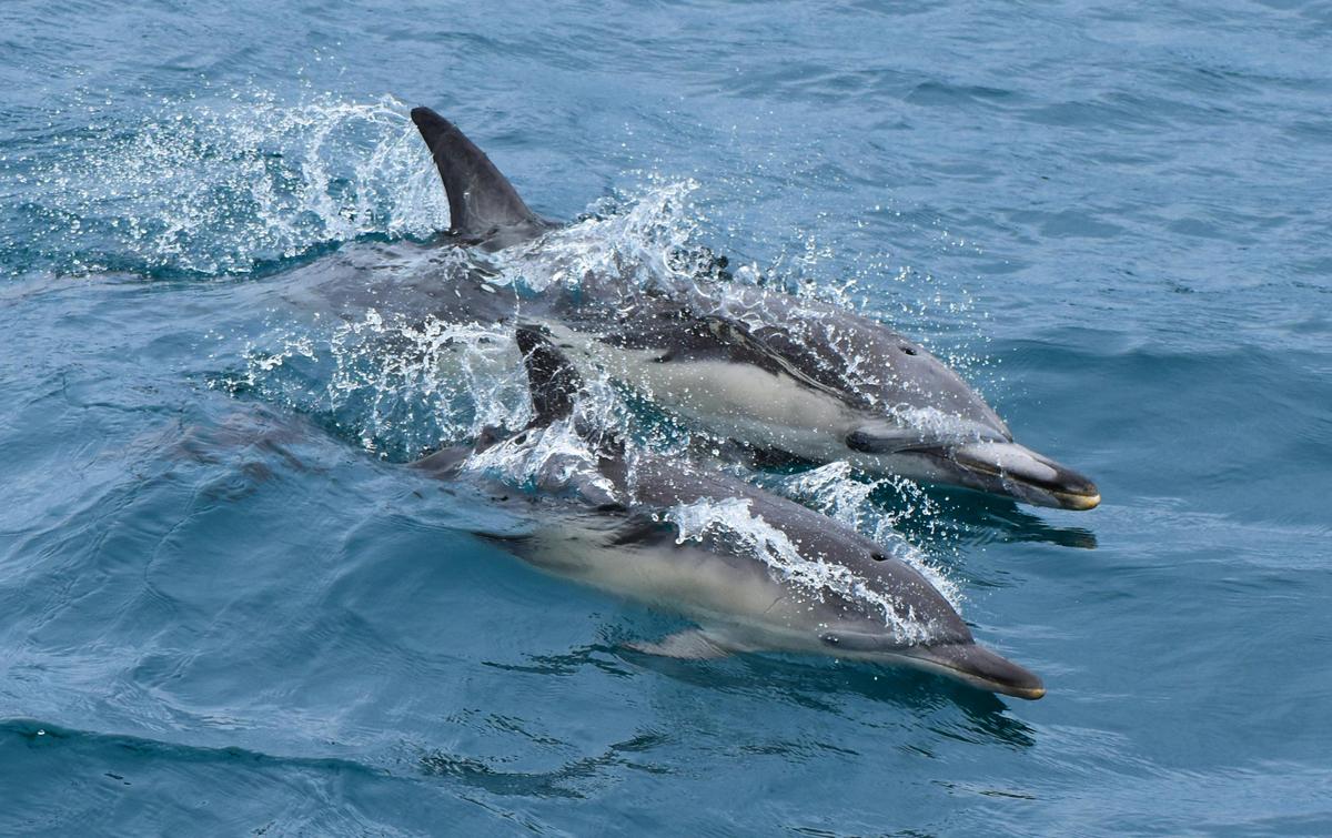 Dolphins at Wilsons Prom