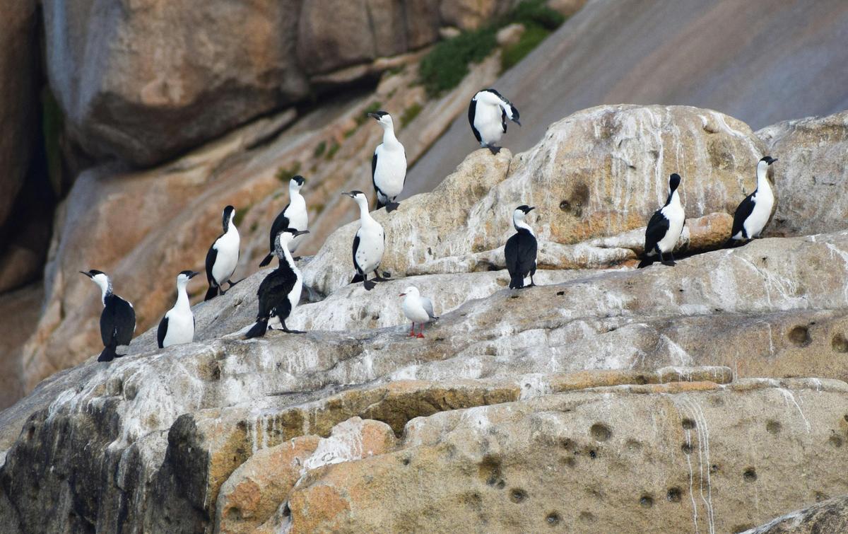 Cormorants Notch Island