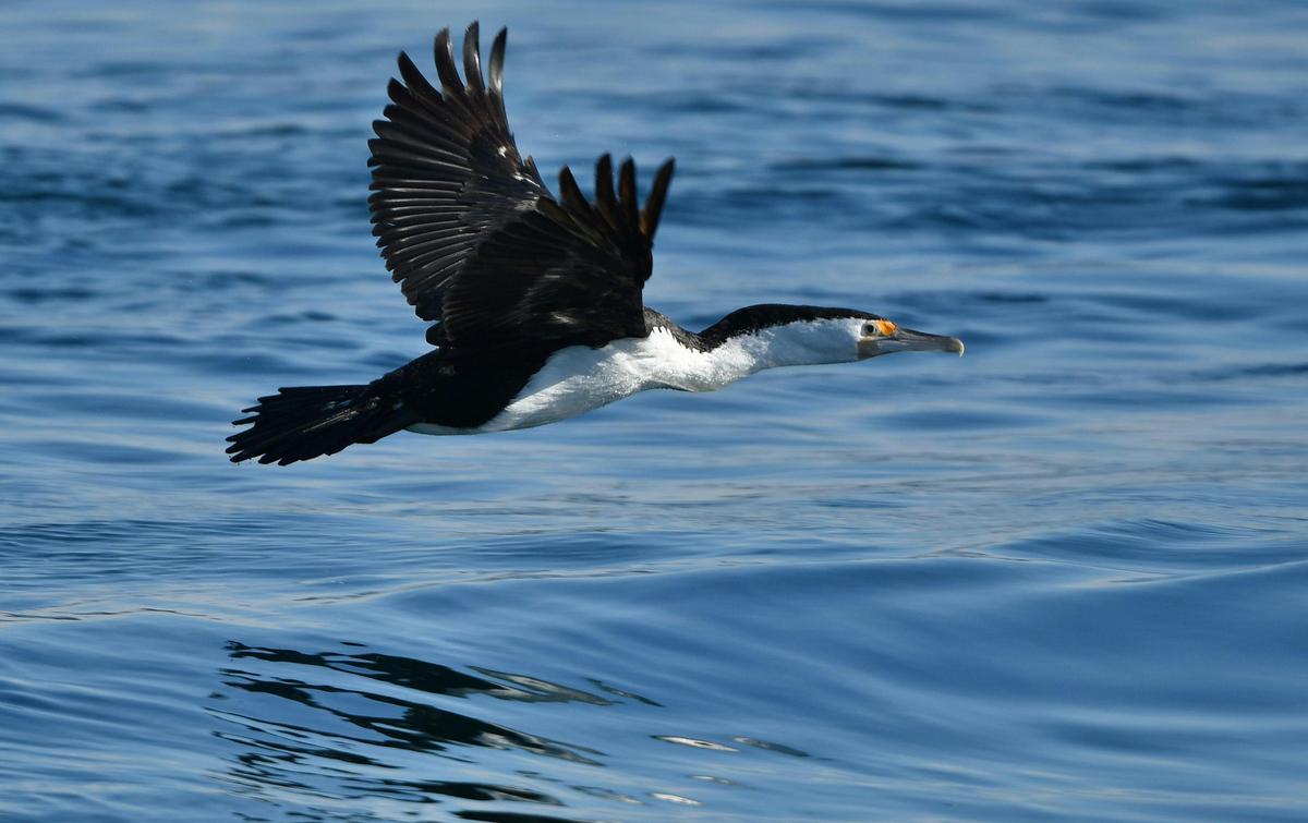 Cormorants Flying along the water