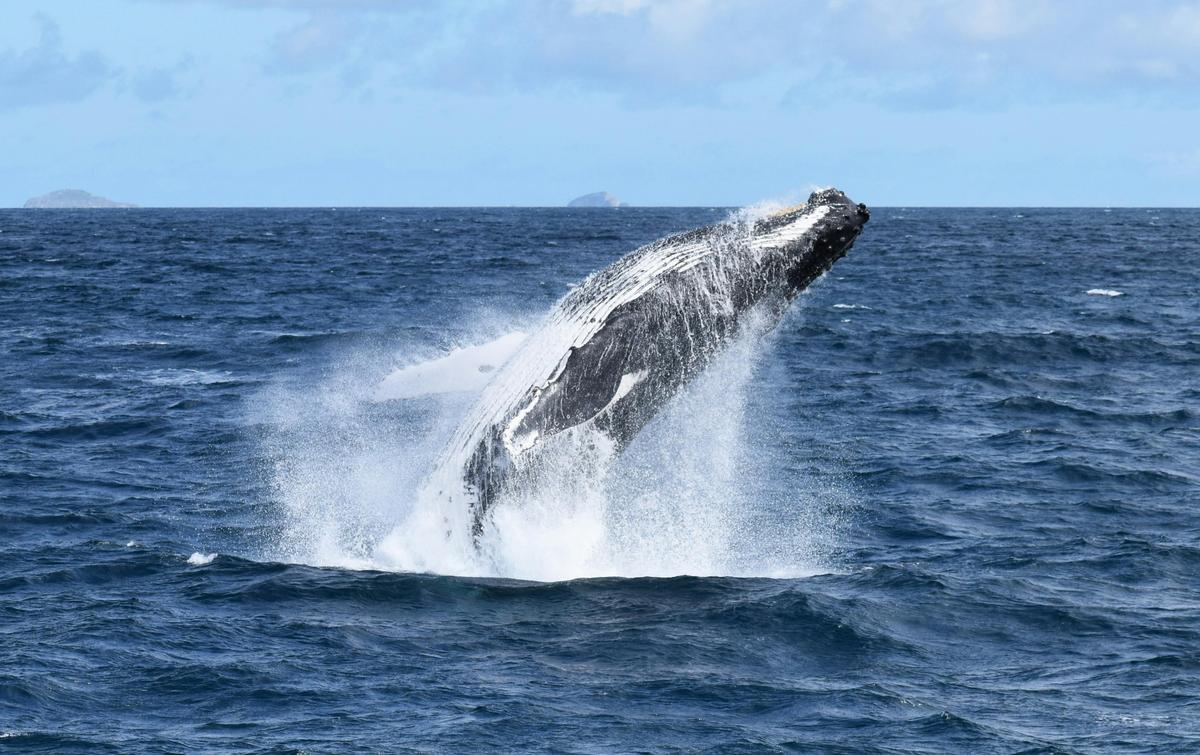 Breaching Whale Wilsons Prom