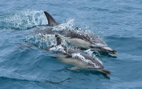 Wildlife Coast Cruises
