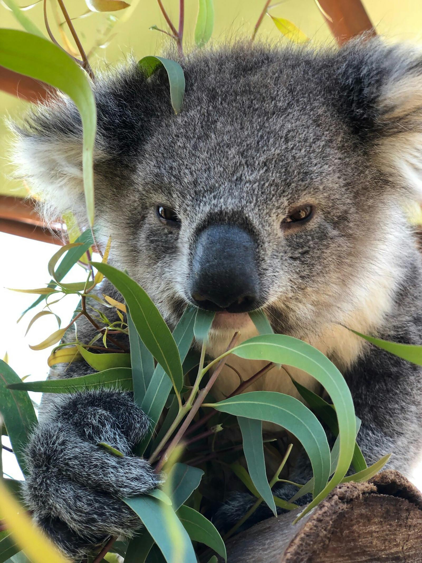 Werribee Open Range Zoo