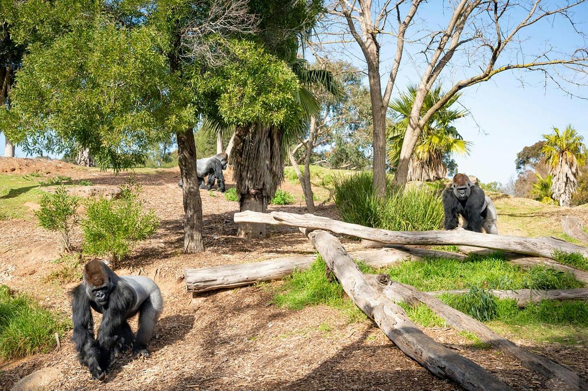 Werribee Open Range Zoo