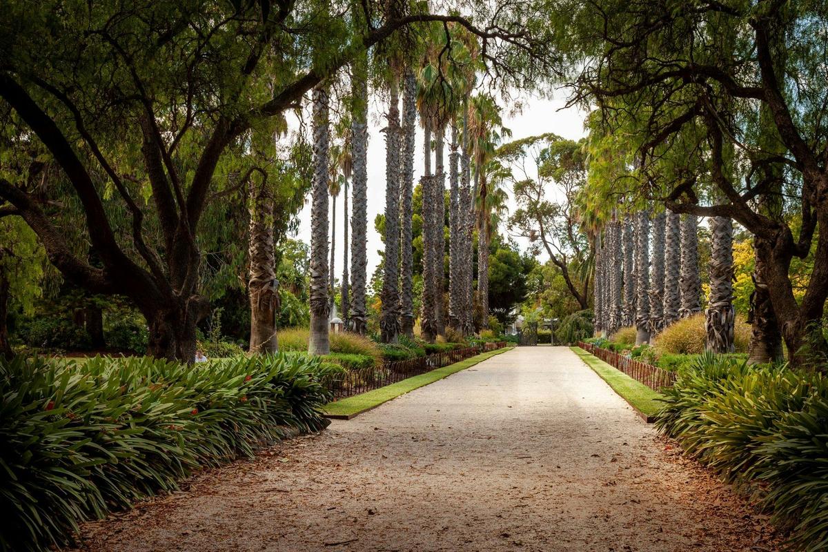 Williamstown Botanic Gardens Avenue of Palms