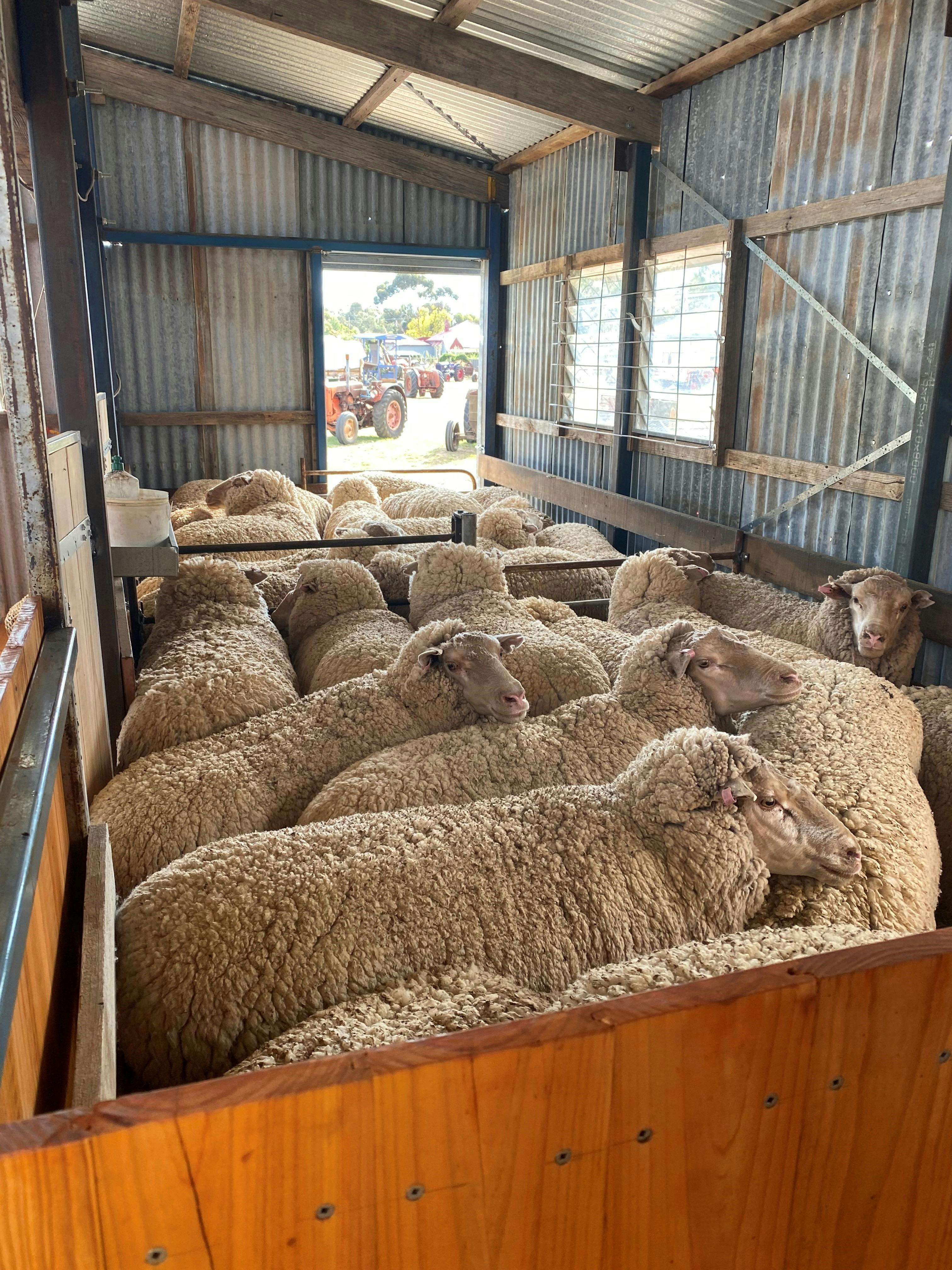 Shearing at Shearing Shed