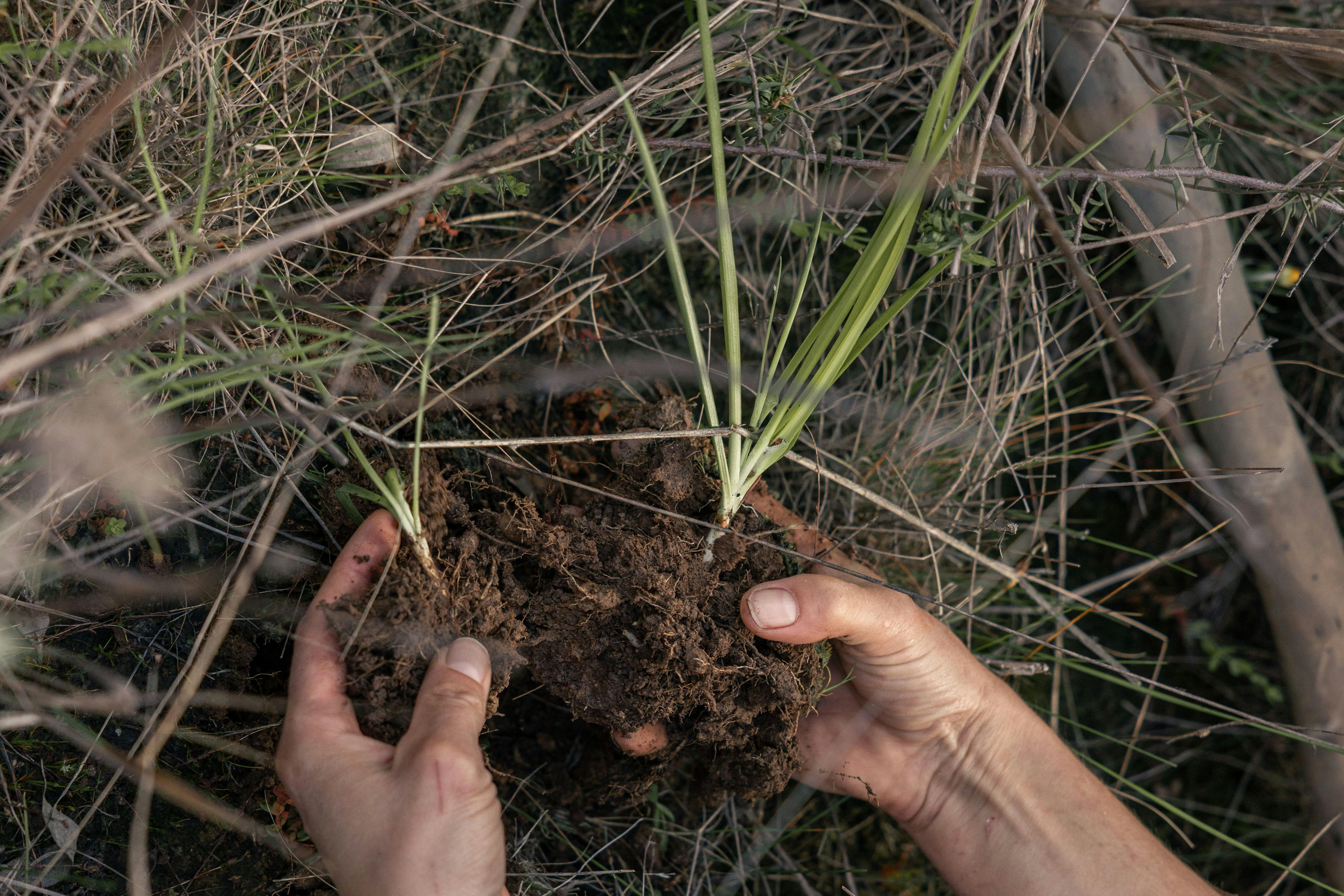 Tree planting at the Arb