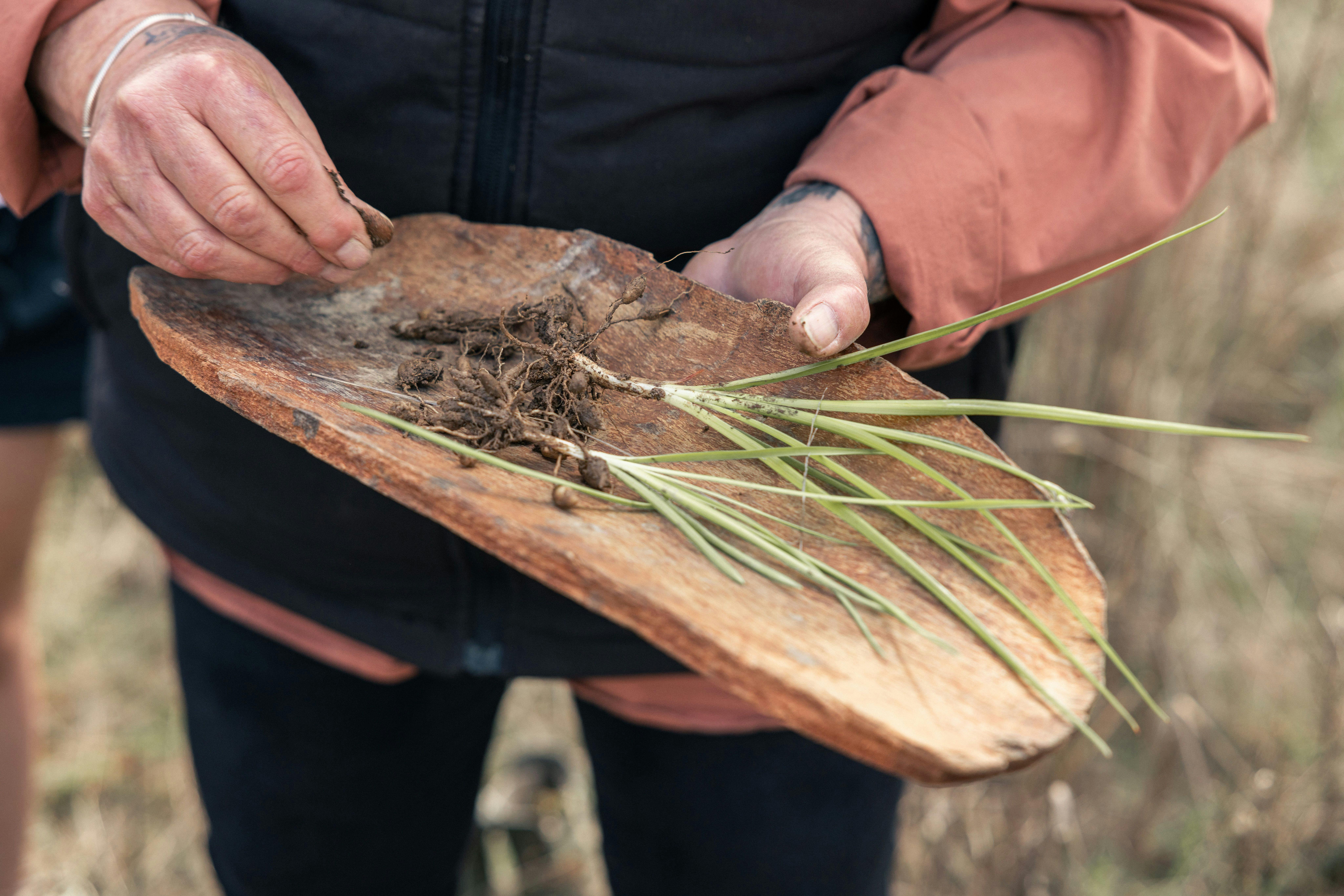 Collecting bush foods