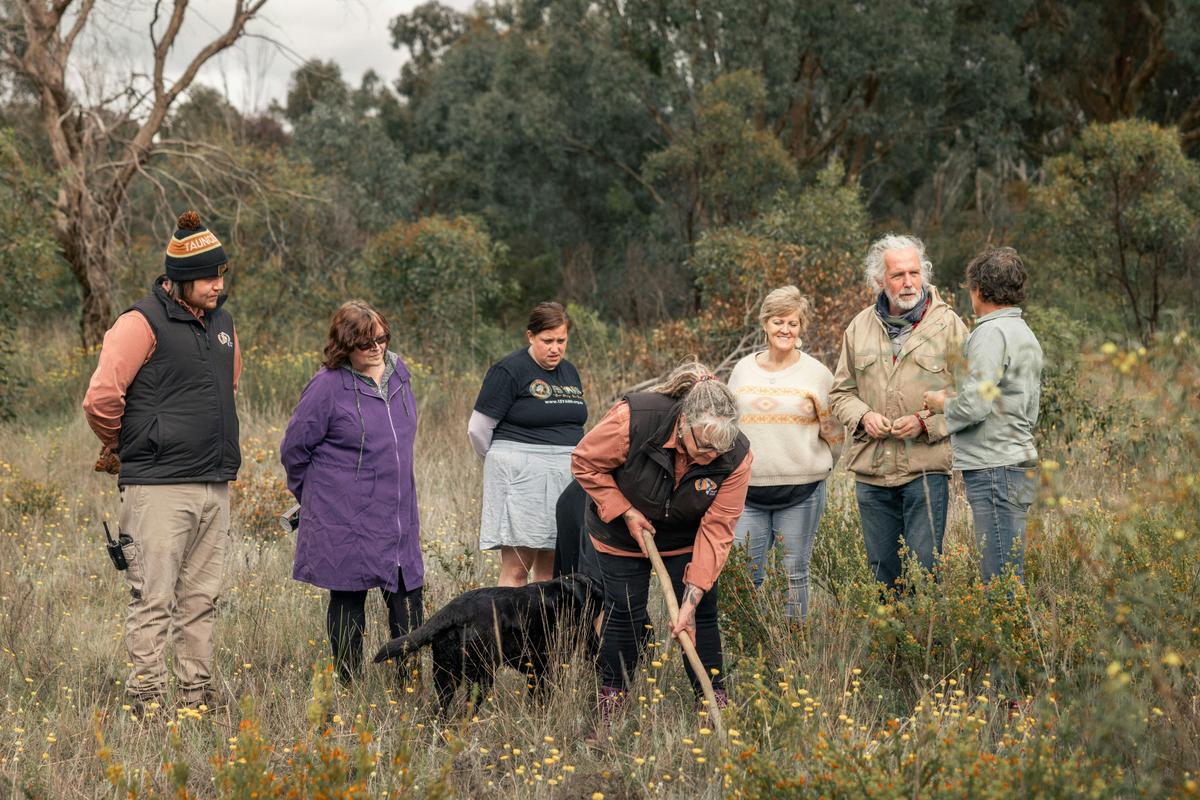 Digging for bush tucker