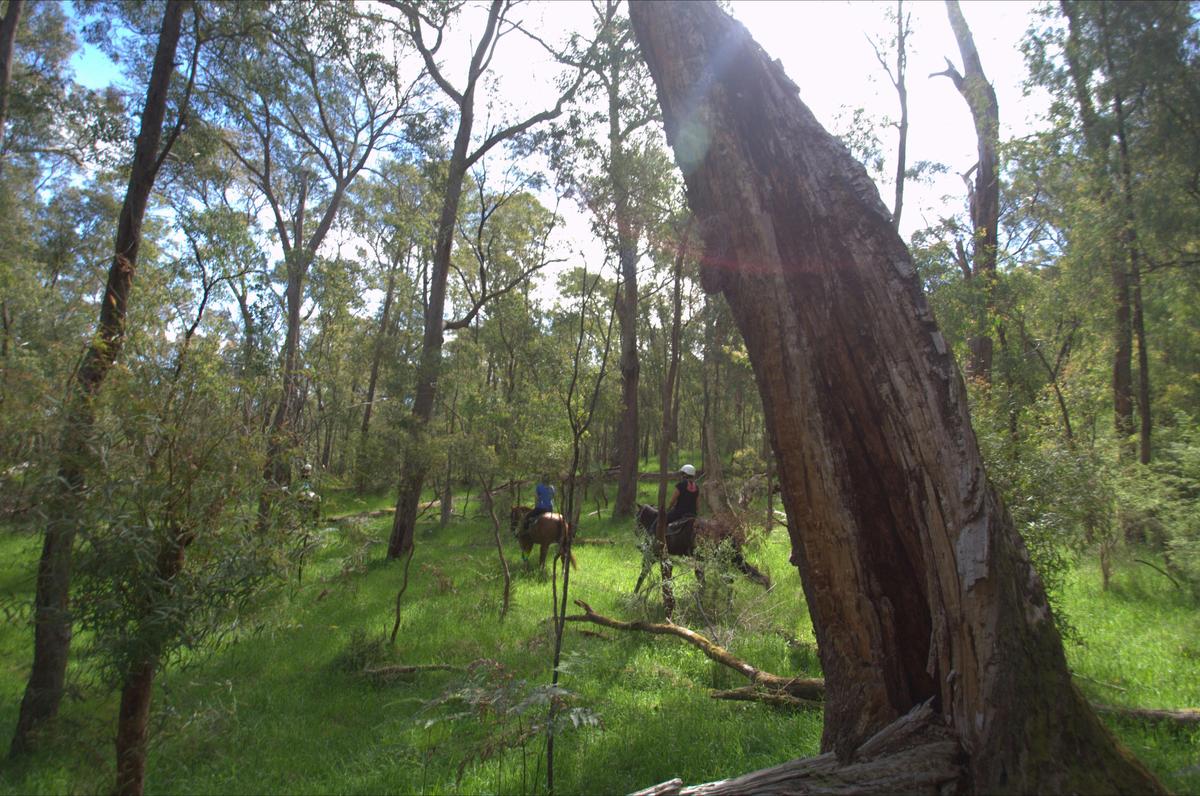 Horse riding along bush trails