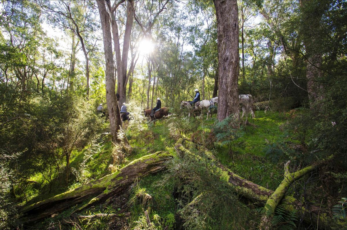 Horse riding along bush trails