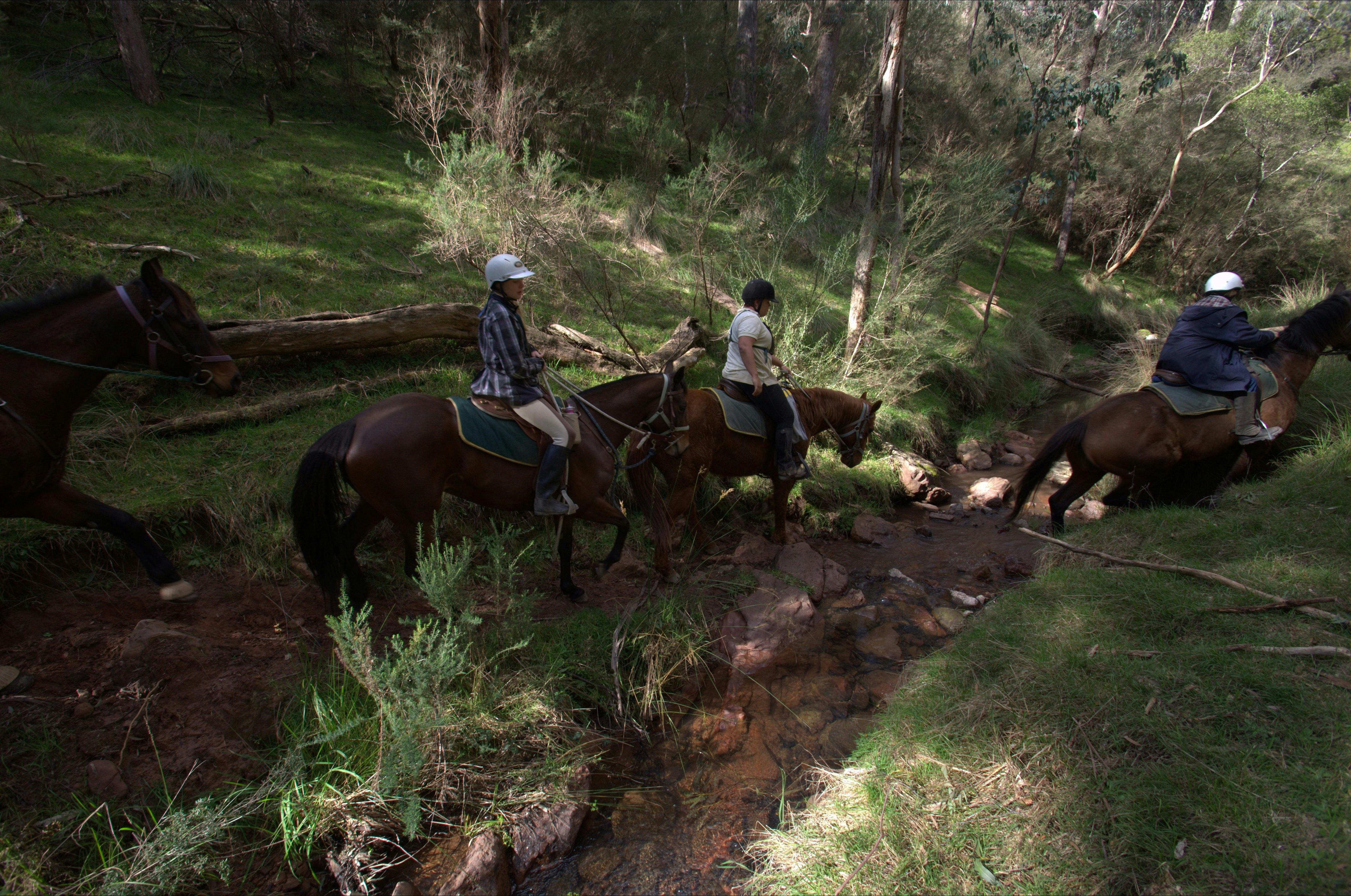 Creek crossings on the horse trail