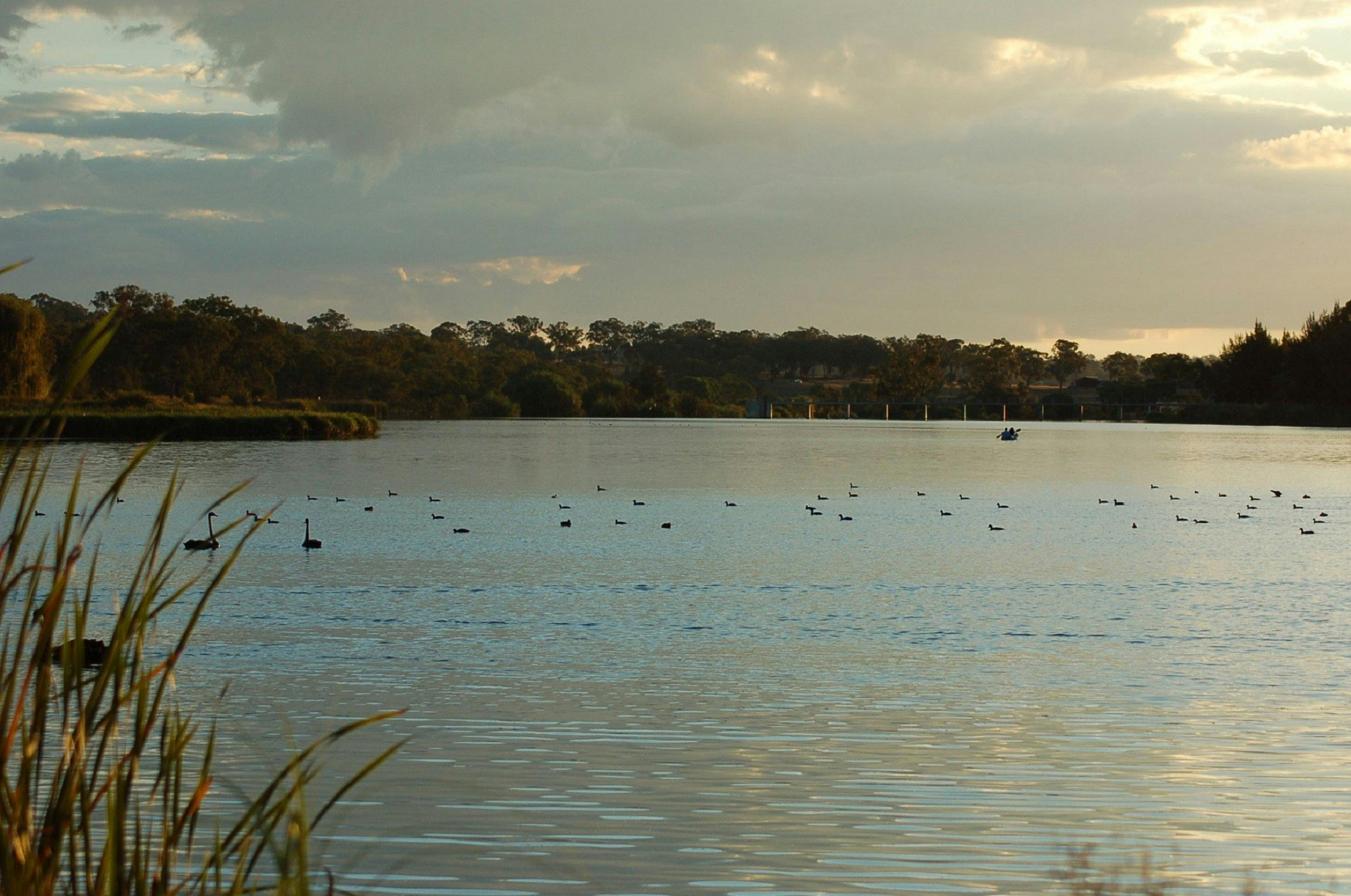 Swans and Kayakers on Lake Inverell Reserve