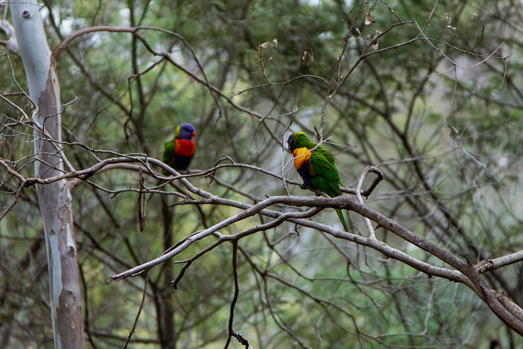 Birds on the Birrurang
