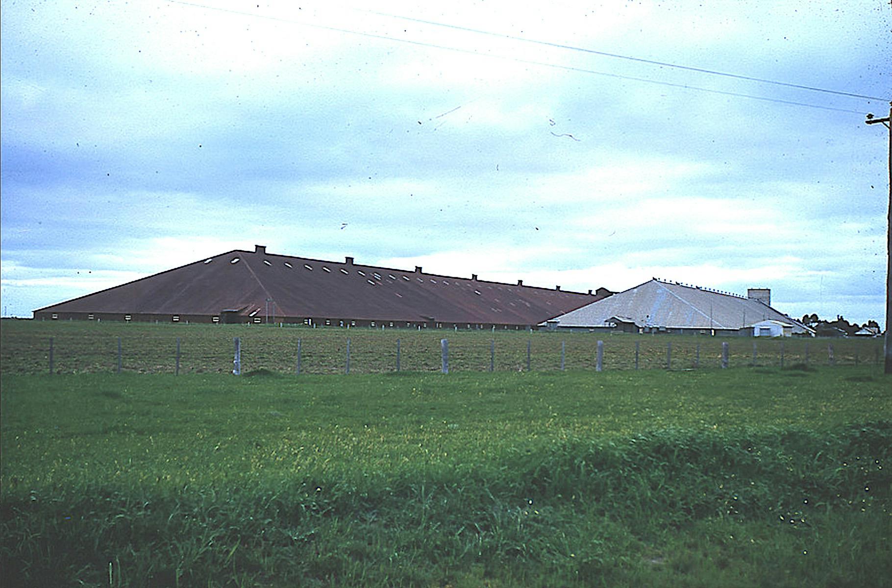Both Murtoa Stick Sheds in the 1960's