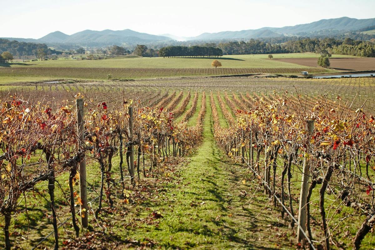 Vineyard in the King Valley
