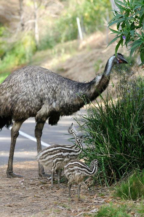 Tower Hill Wildlife Reserve