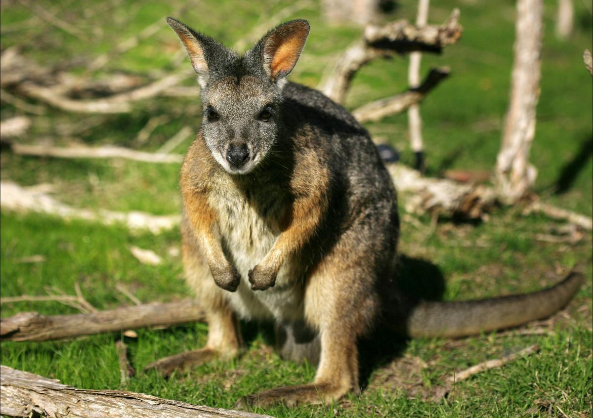 Wallaby Great Ocean Walk