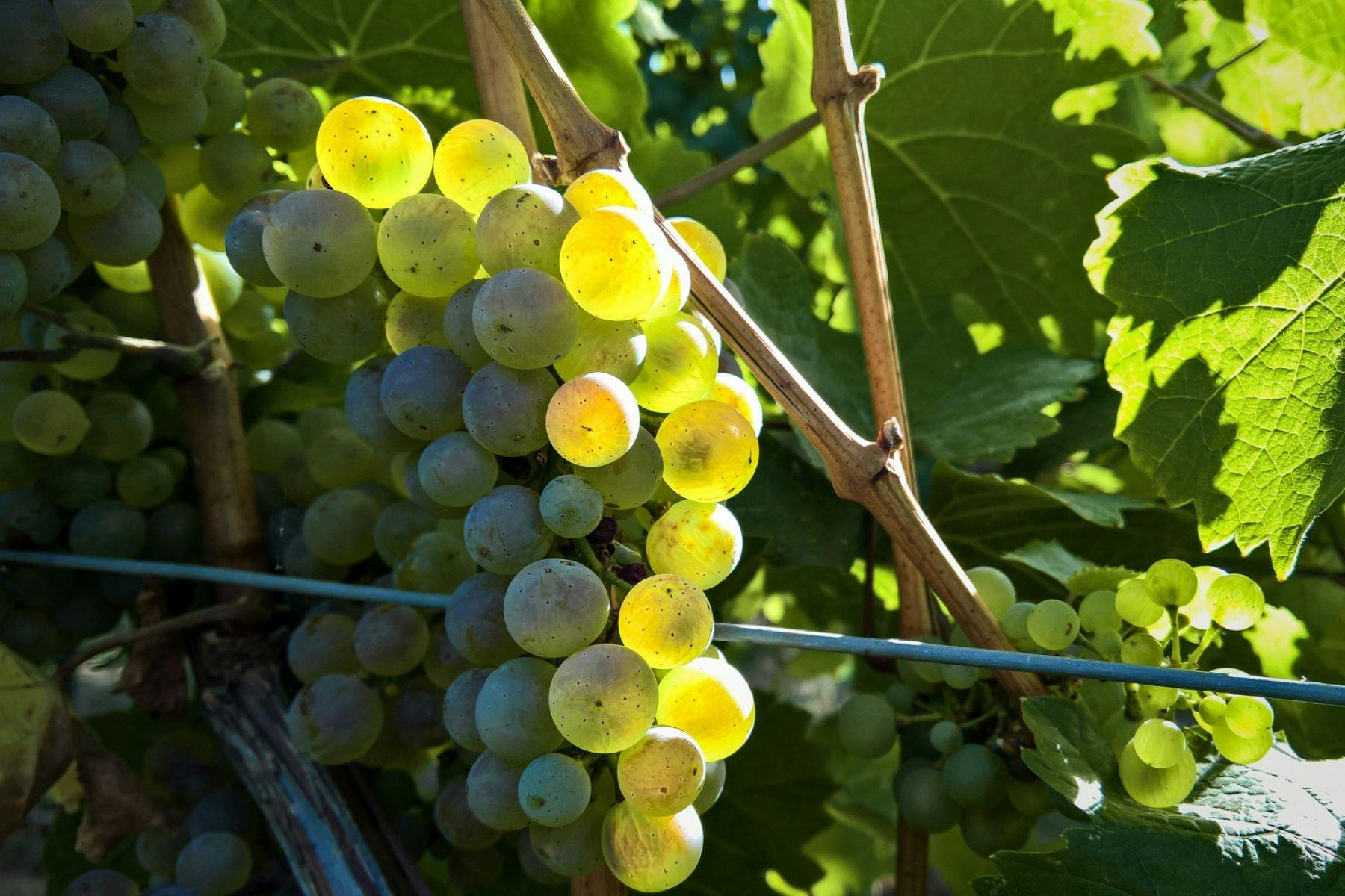 A close up of our top quality, Beechworth Chardonnay grapes