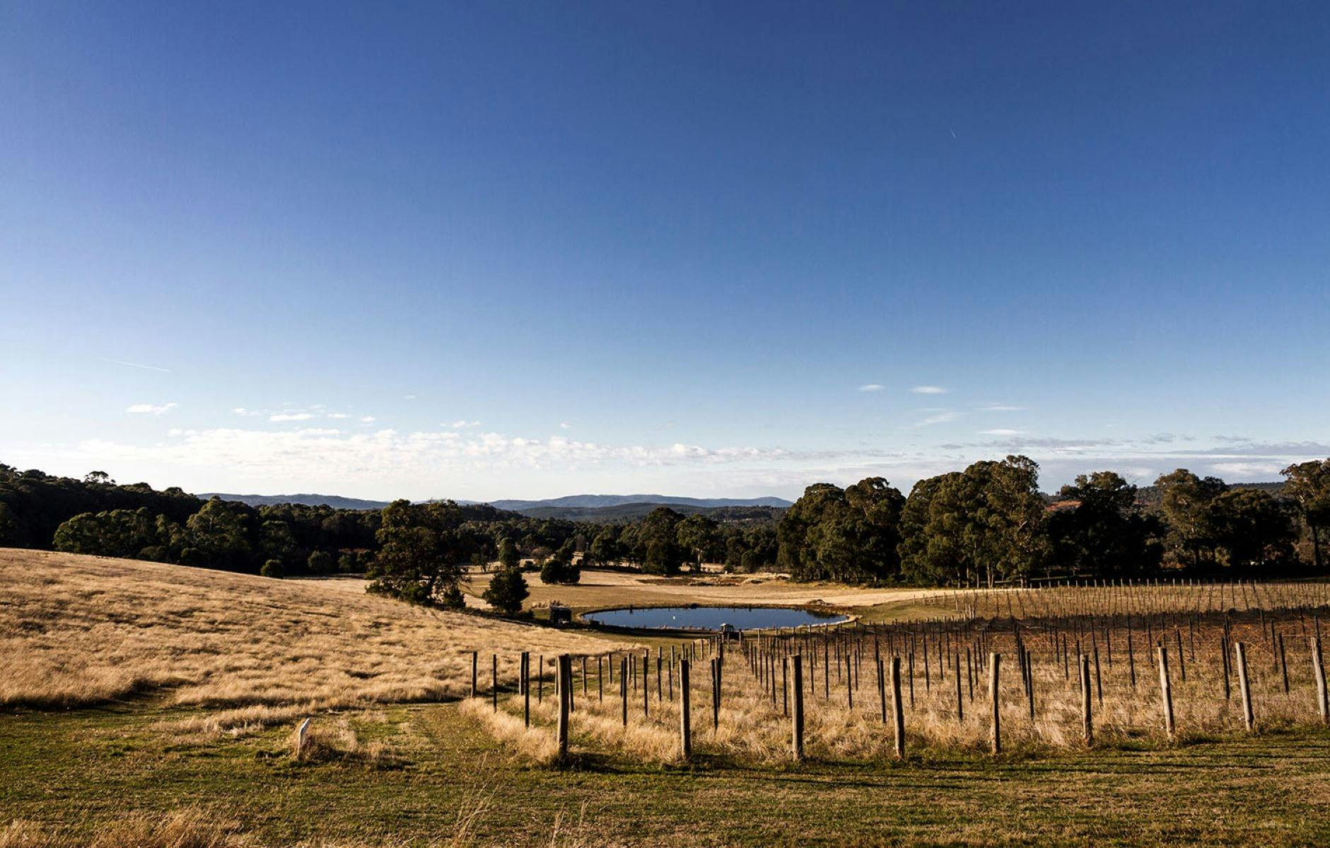 Sunset on our beautiful Thorley Vineyard, Stanley