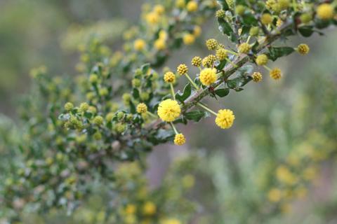 Wetland Track to Ballarto Road