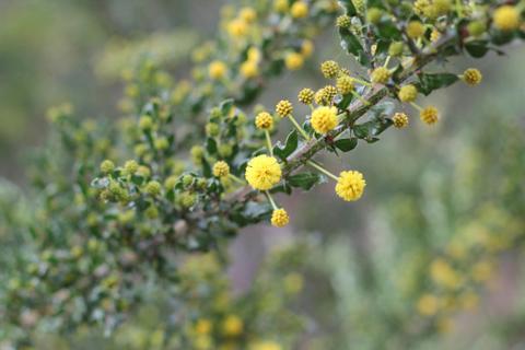 Mornington Peninsula