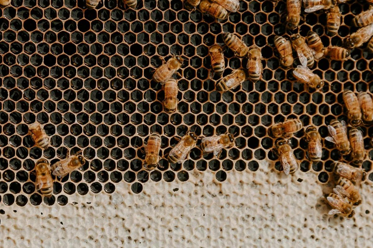 Tambo Valley Honey Cafe bees