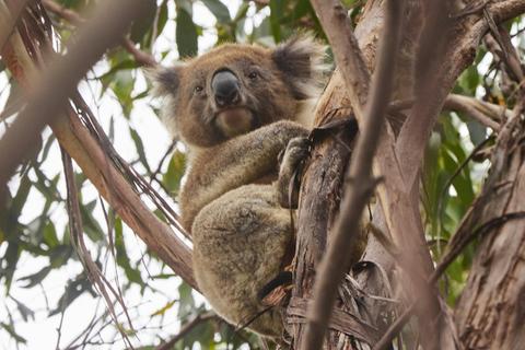 Wildlife Wonders