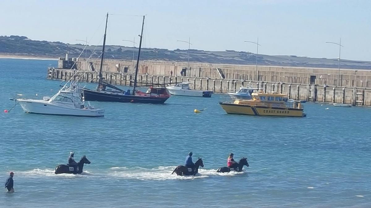 Lady Bay, Warrnambool Wanderer Tour.  Warrnambool Tours.  Warrnambool.  Victoria.  Australia