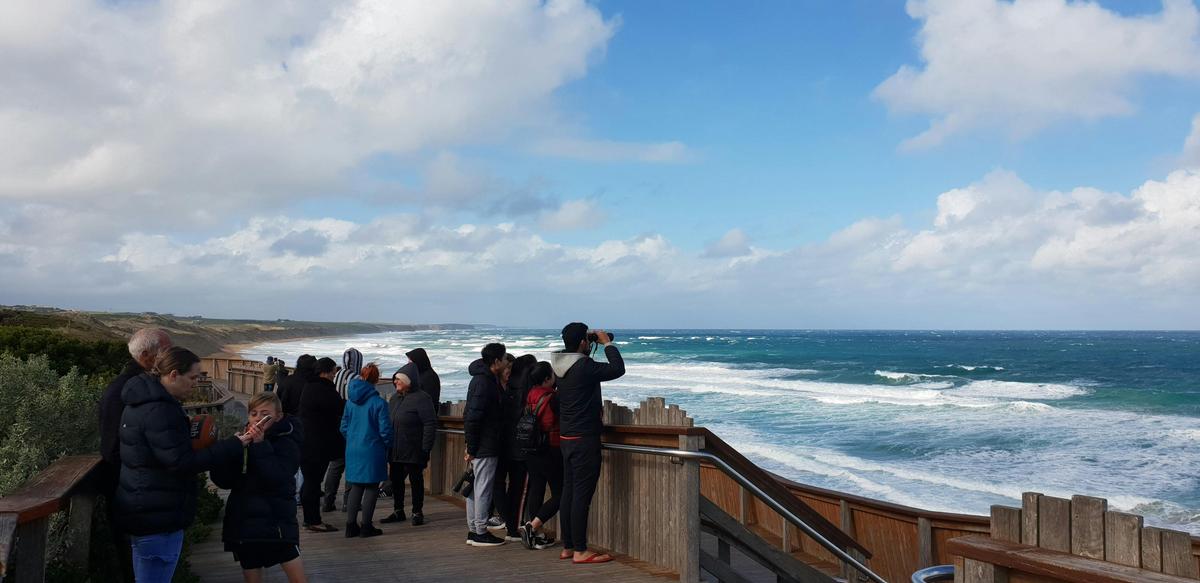 Logans Beach Whale Nursery Spotting