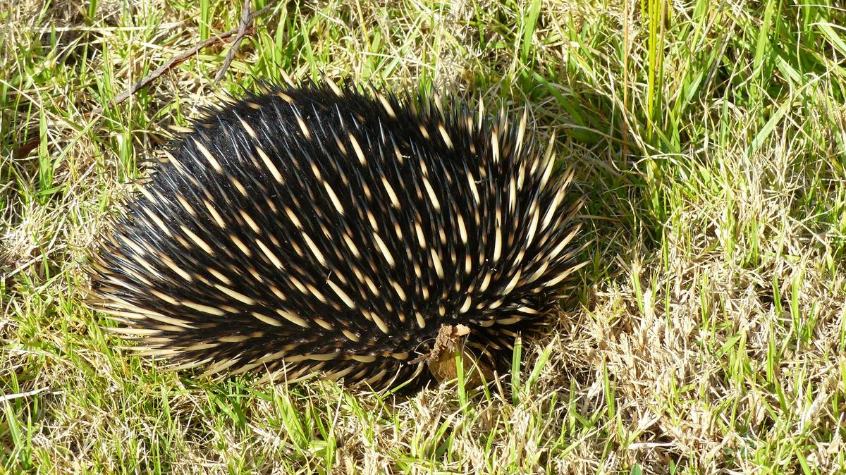 Echidna