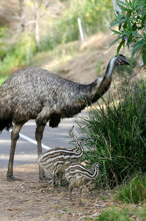 Emu