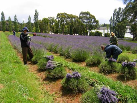 Warratina Lavender Farm