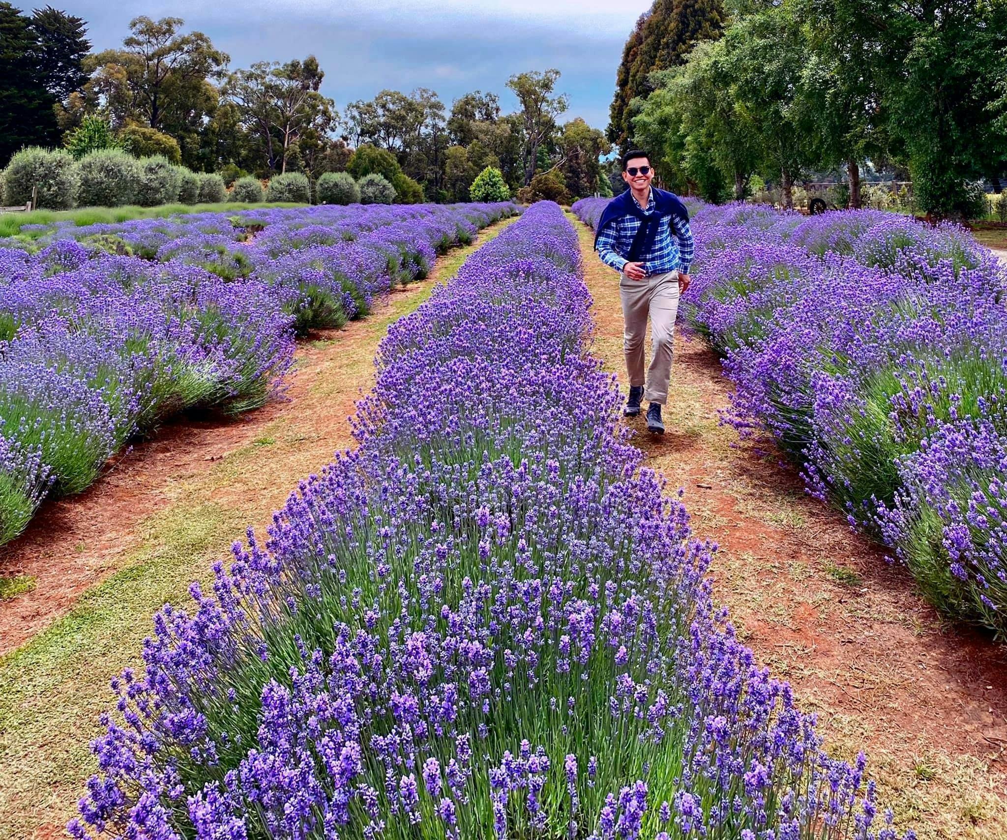 Our farm is tiny but nothing beats wandering through rows of flowering lavender in summer